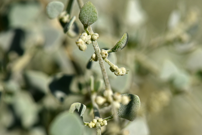 Griffiths Saltbush has greenish yellow flowers, unisexual in small clusters. Female flowers are arranged in interrupted terminal spikes on leafy-based panicles. Seeds are small. Atriplex torreyi var. griffithsii 